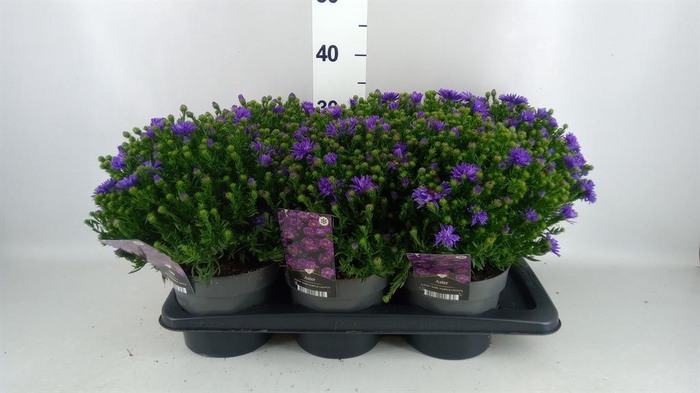 <h4>Aster   ...</h4>