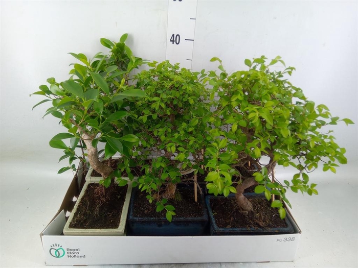 <h4>Bonsai   ...mix</h4>