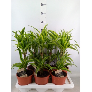 Dracaena fr de 'LemonLime'