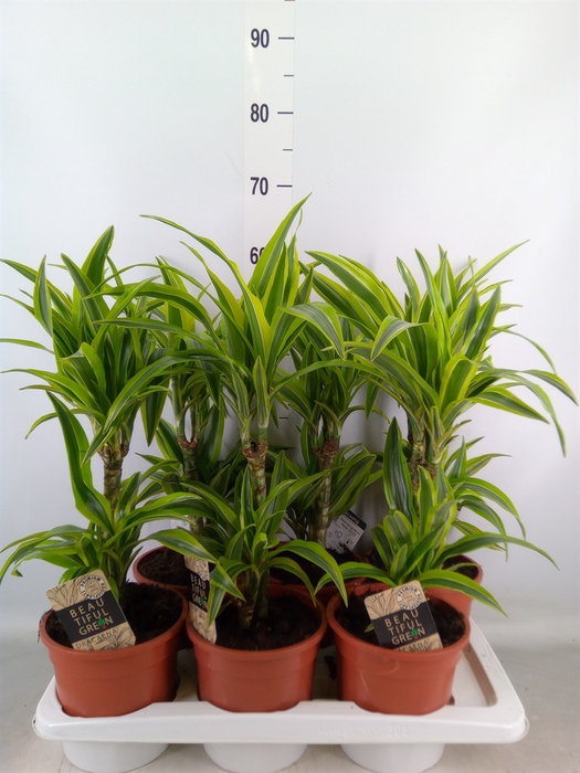 <h4>Dracaena fr de 'LemonLime'</h4>