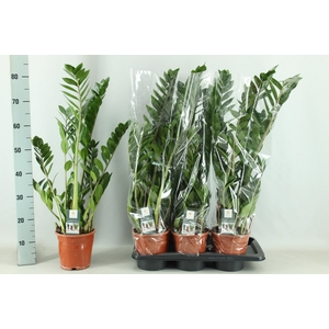ZAMIO ZAMIIFOLIA