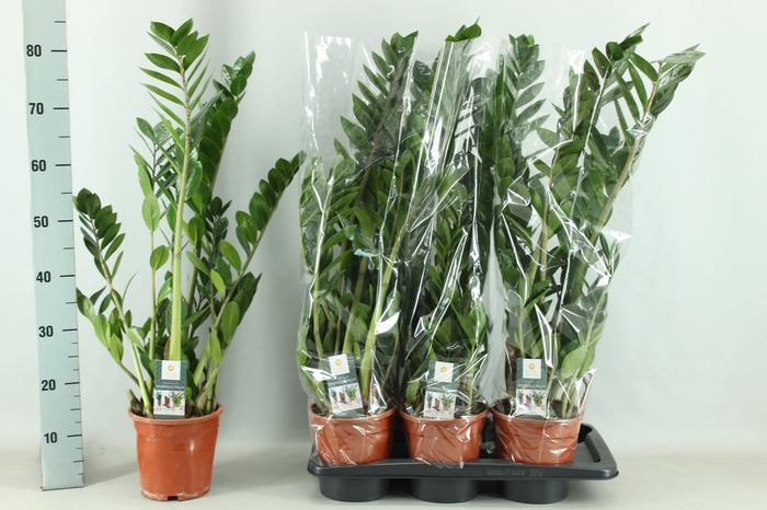 <h4>ZAMIO ZAMIIFOLIA</h4>