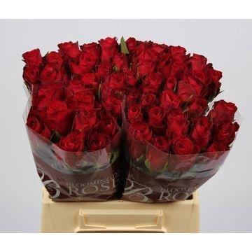 <h4>R GR MADAM RED</h4>