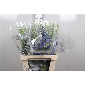 Delph Du Blue Emerald
