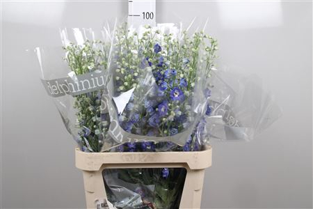 <h4>Delph Du Blue Emerald</h4>