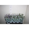 ** Aste Starl Gem * Spring Deal *