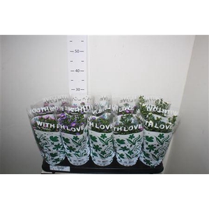 ** Aste Starl Gem * Spring Deal *