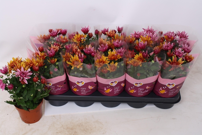 <h4>CHRYS ART JEF GEM IP</h4>