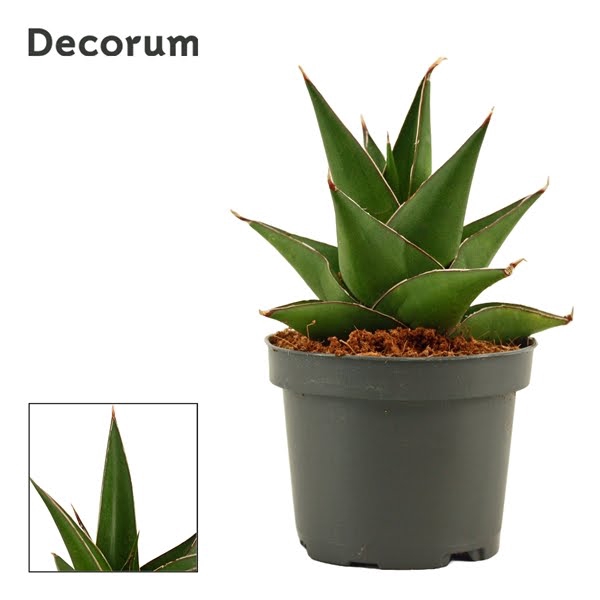 Sansevieria Abbey crown 9 cm (Decorum)