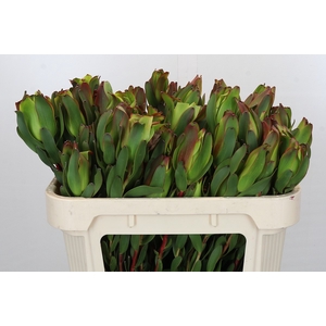 Leucadendron Laurel Yellow Spray