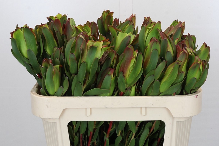 <h4>Leucadendron Laurel Yellow Spray</h4>