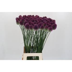 Allium Sphaerocephalon