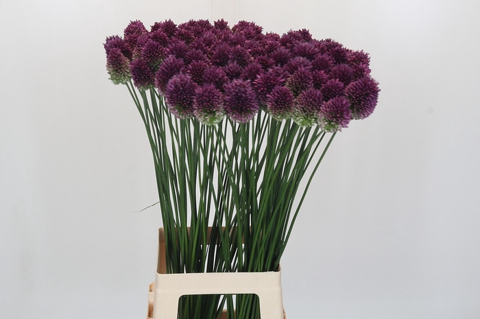 <h4>Allium Sphaerocephalon</h4>