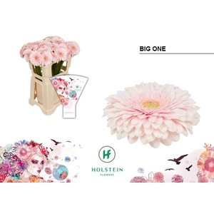Gerbera Pomponi Big One Water x40