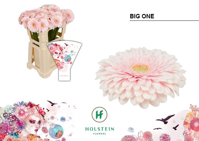 <h4>Gerbera Pomponi Big One Water x40</h4>