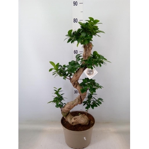 Ficus microcarpa 'Ginseng'