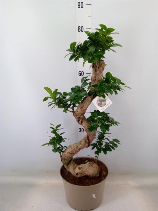 <h4>Ficus microcarpa 'Ginseng'</h4>