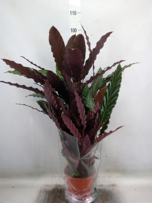 <h4>Calathea rufibarba</h4>