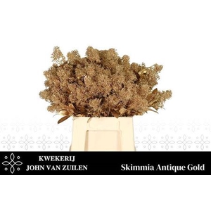 Skim Ov Bs Antique Gold Klb