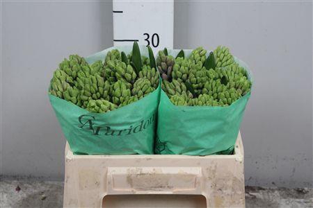 <h4>Hyac Splend Cornelia</h4>