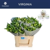 Alstro Virginia