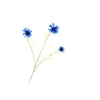 Centaurea Blue