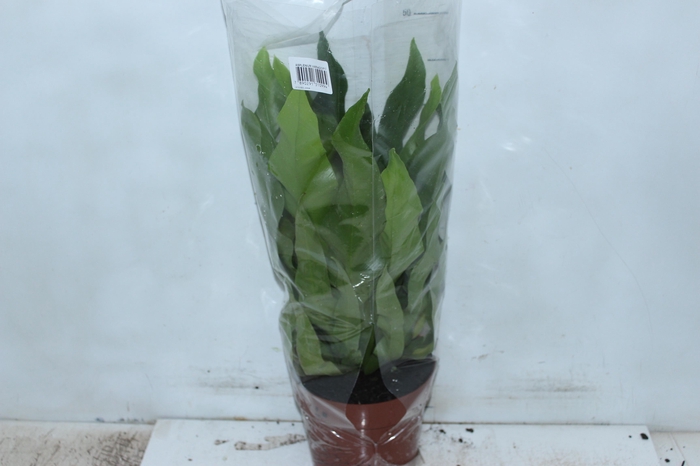 <h4>ASPLENIUM VARIADO P17</h4>