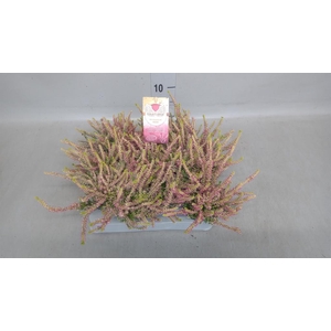 Calluna vulg. ...