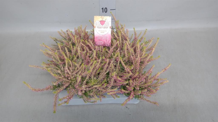 <h4>Calluna vulg. ...</h4>