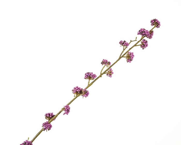 <h4>Callicarpa Purple</h4>