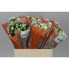 Rosa Tr Jeanine