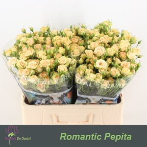 R Tr Romantic Pepita Opstal