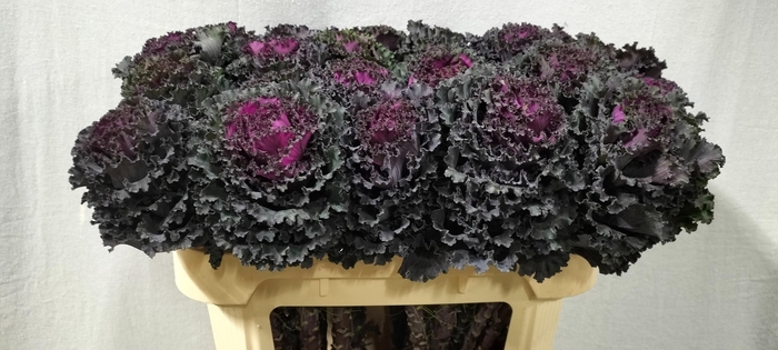 <h4>BRASS BLACK ANGEL</h4>