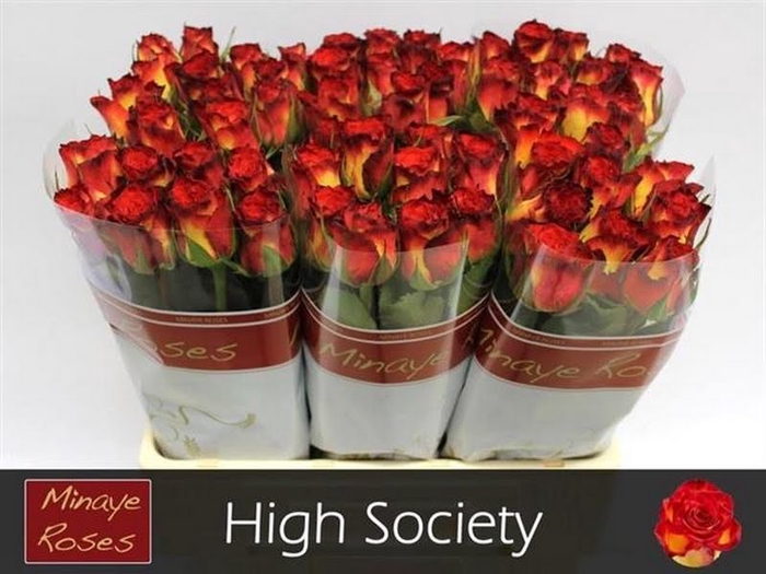 <h4>R Gr High Society Minaye</h4>