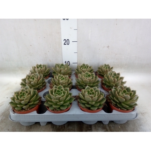Echeveria   ...not flowering