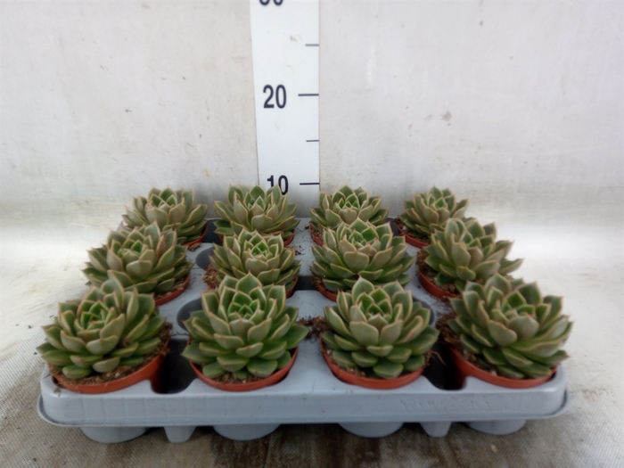 <h4>Echeveria   ...not flowering</h4>
