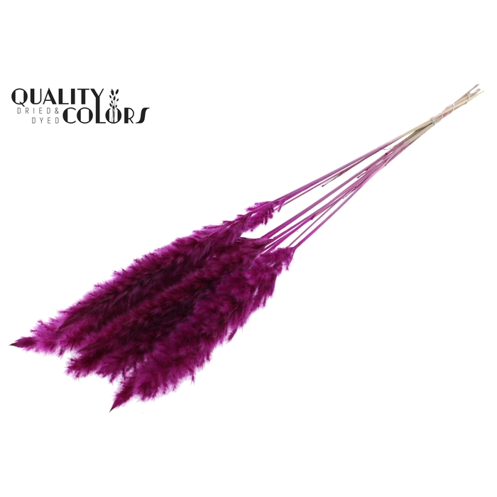 <h4>Fluffy Pampas L80 10 st/bunch Lilac</h4>