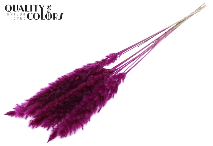 Fluffy Pampas 10pc/bunch Lilac