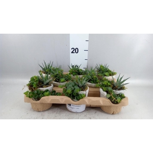 Arr.   Kamerplant Groen L%