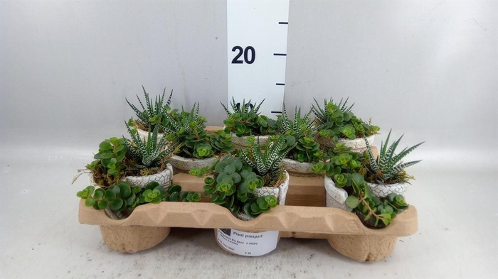 <h4>Arr. Kamerplant Groen L%</h4>