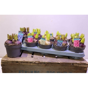 arr8 Hyacin Gem 3 Kl