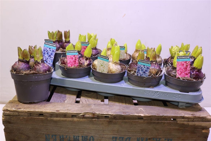 <h4>arr8 Hyacin Gem 3 Kl</h4>