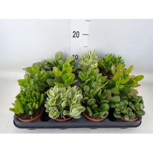 Crassula   ...mix