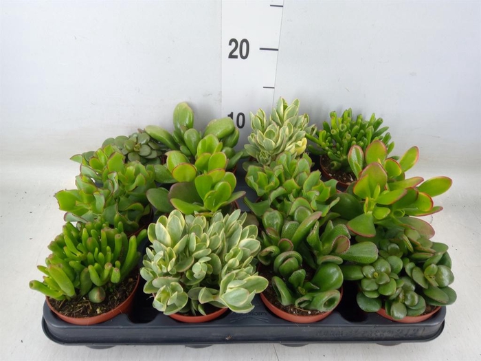 <h4>Crassula ...mix</h4>