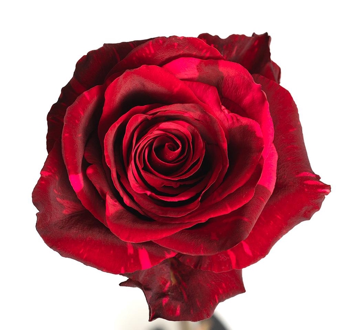 R GR RED PANTHER Naranjo