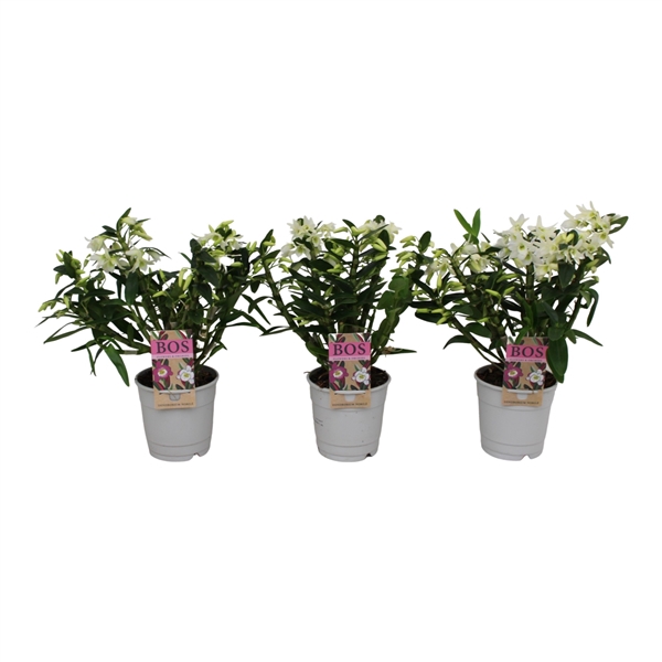<h4>Dendrobium, Baby Green Eye Wild</h4>
