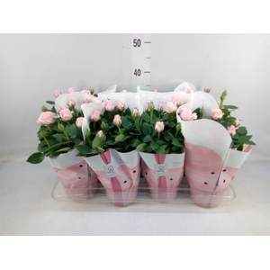 Rosa  'Amorosa Infinity Soft Pink'