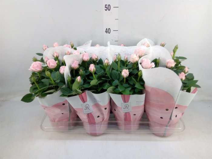 <h4>Rosa  'Amorosa Infinity Soft Pink'</h4>