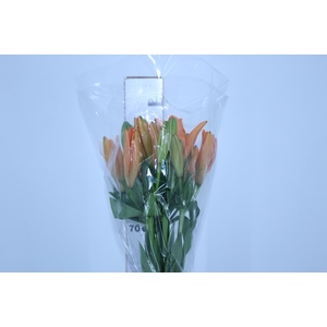 LIRIO SUNDERLAND 090 CM HT 3/5 FLS