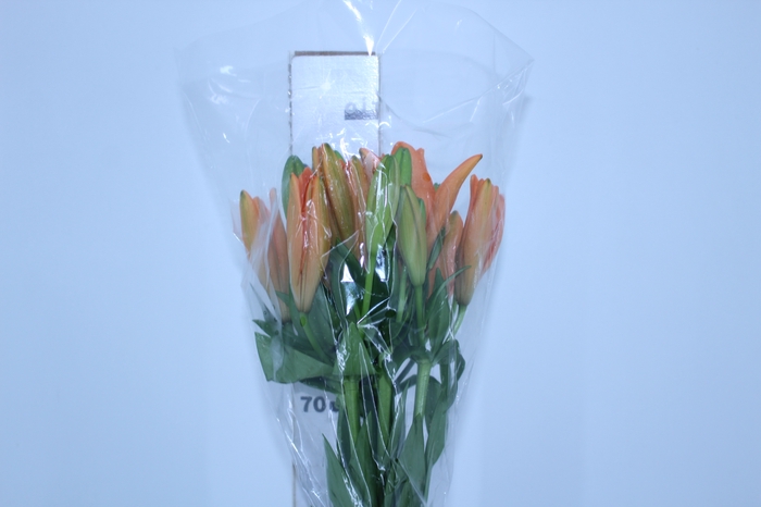 LIRIO SUNDERLAND 090 CM HT 3/5 FLS